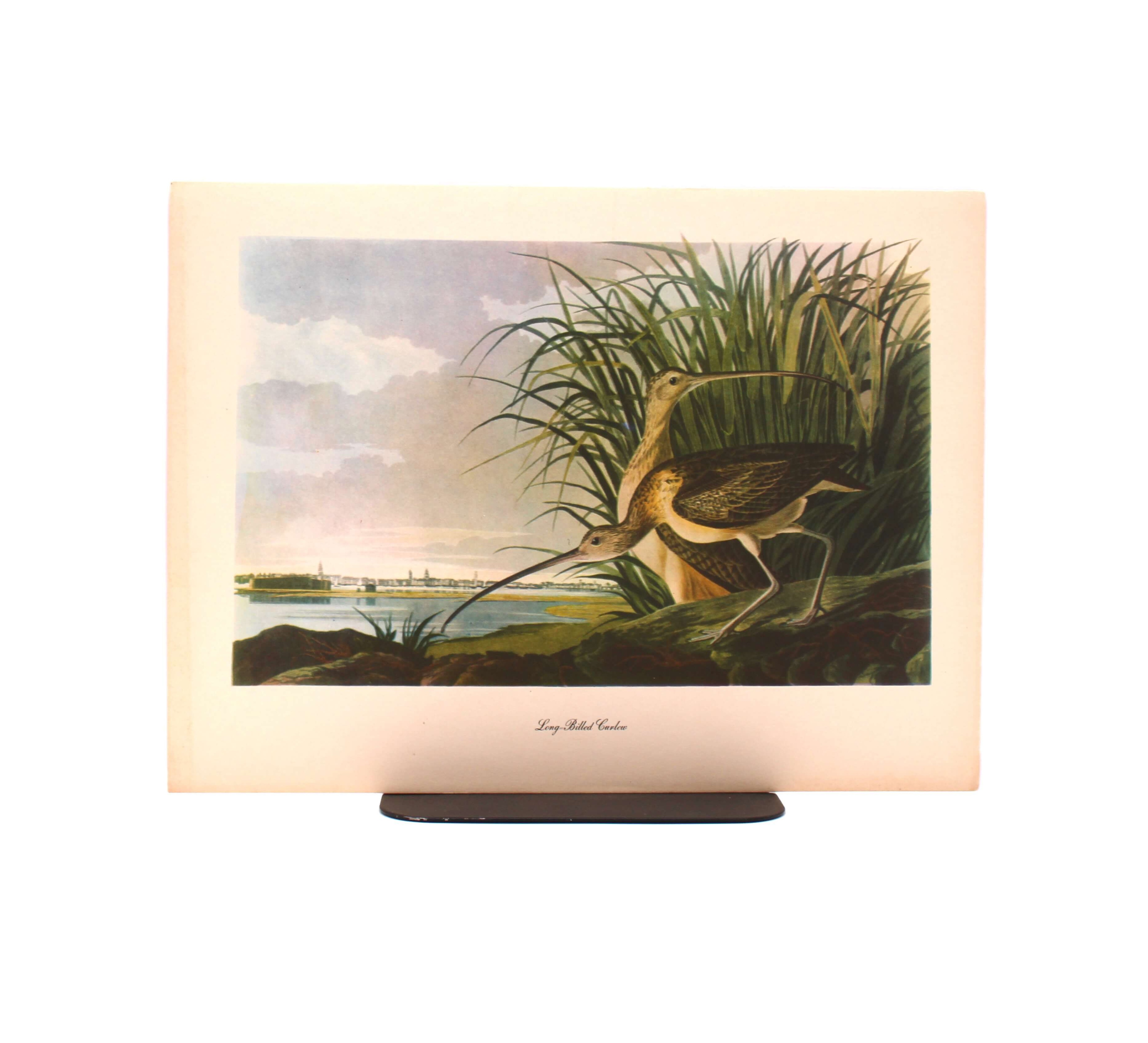 Long-Billed Curlew. By John James Audubon. Commentary by Roger Tory Peterson. Color Print. Macmillan. New York, Circa 1960.