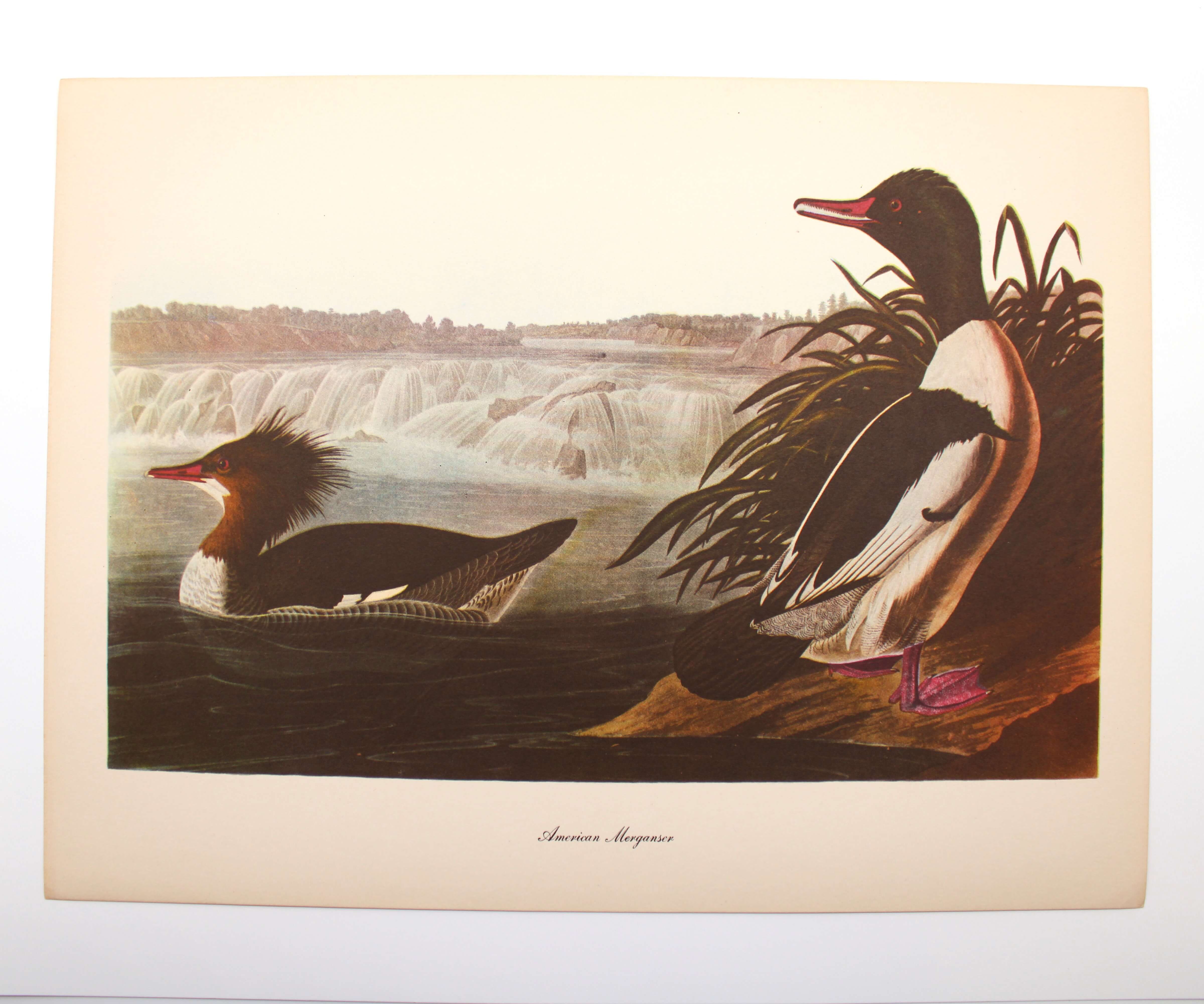 American Merganser. By John James Audubon. Commentary by Roger Tory Peterson. Color Print. Macmillan. New York, Circa 1960.