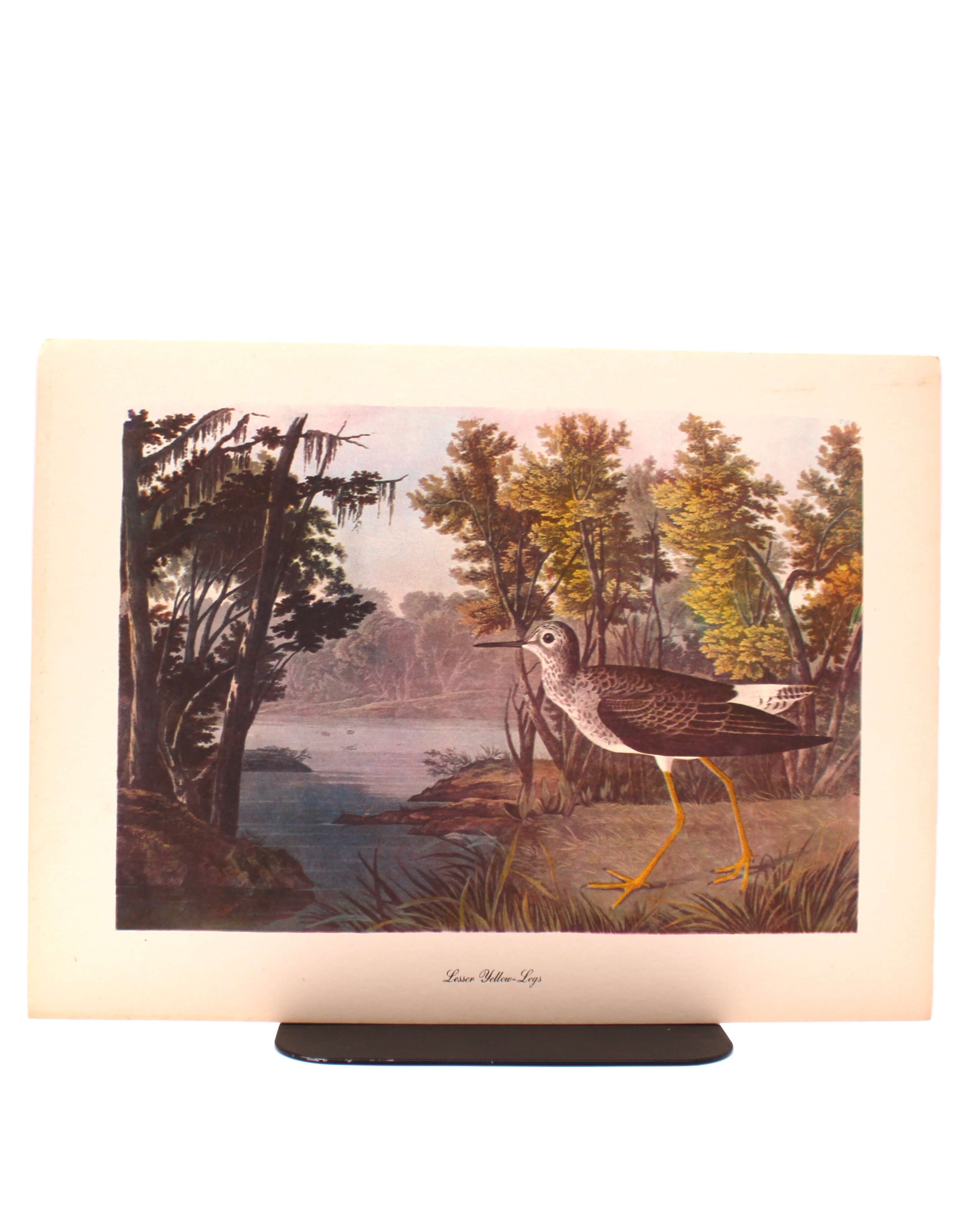 Lesser Yellow-Legs. By John James Audubon. Commentary by Roger Tory Peterson. Color Print. Macmillan. New York, Circa 1960.