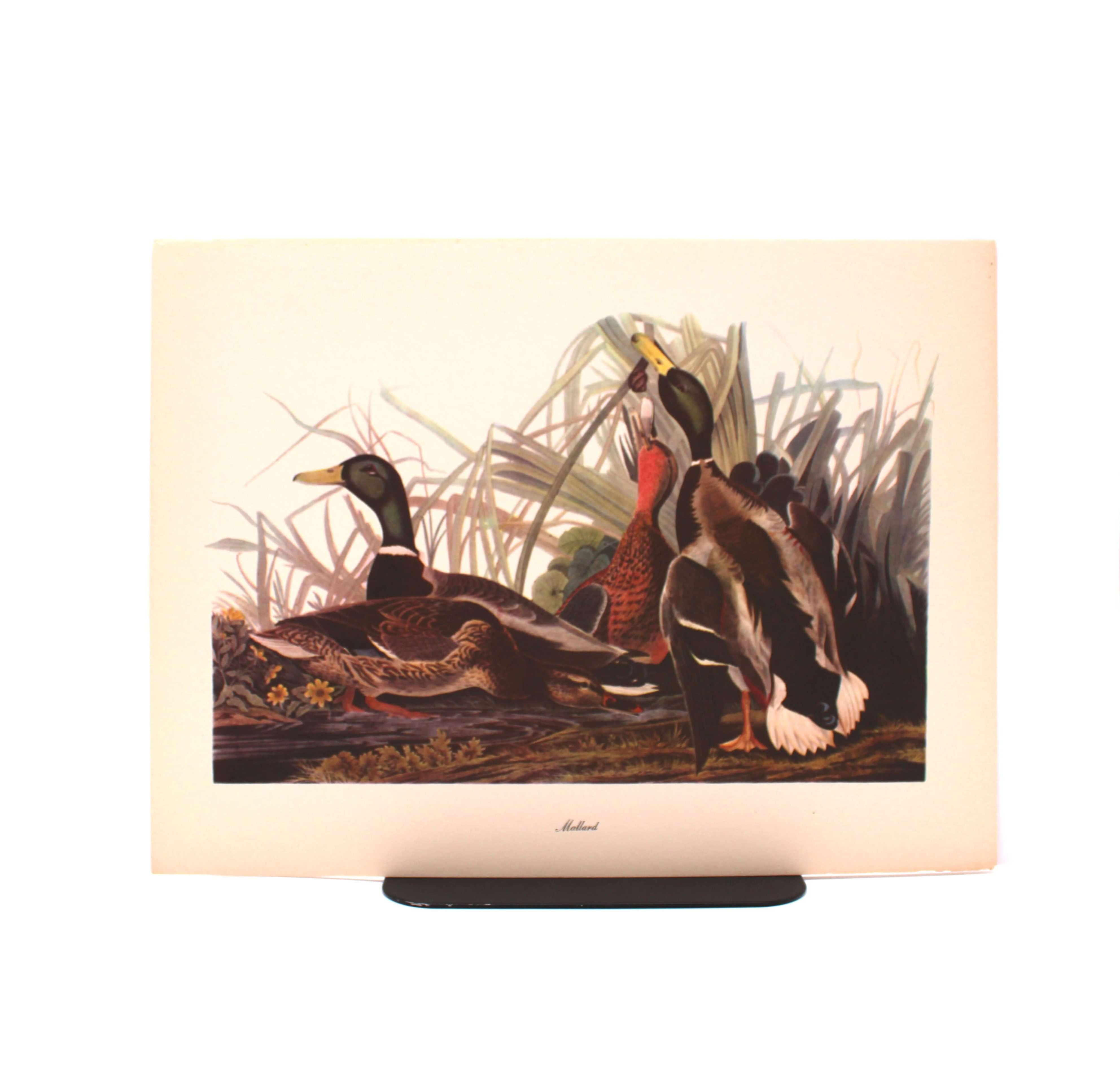 Mallard. By John James Audubon. Commentary by Roger Tory Peterson. Color Print. Macmillan. New York, Circa 1960.