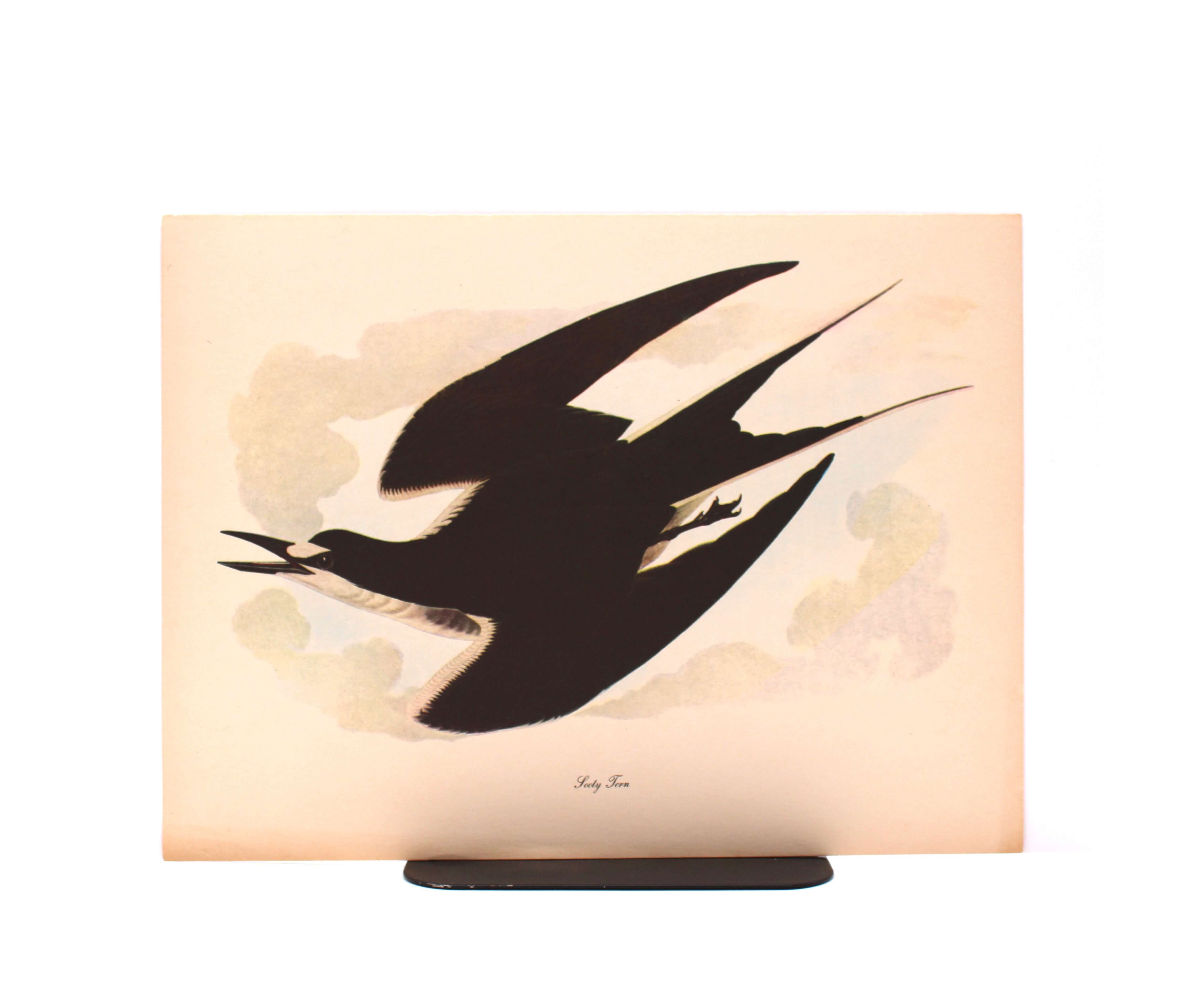 Sooty Tern. By John James Audubon. Commentary by Roger Tory Peterson. Color Print. Macmillan. New York, Circa 1960.