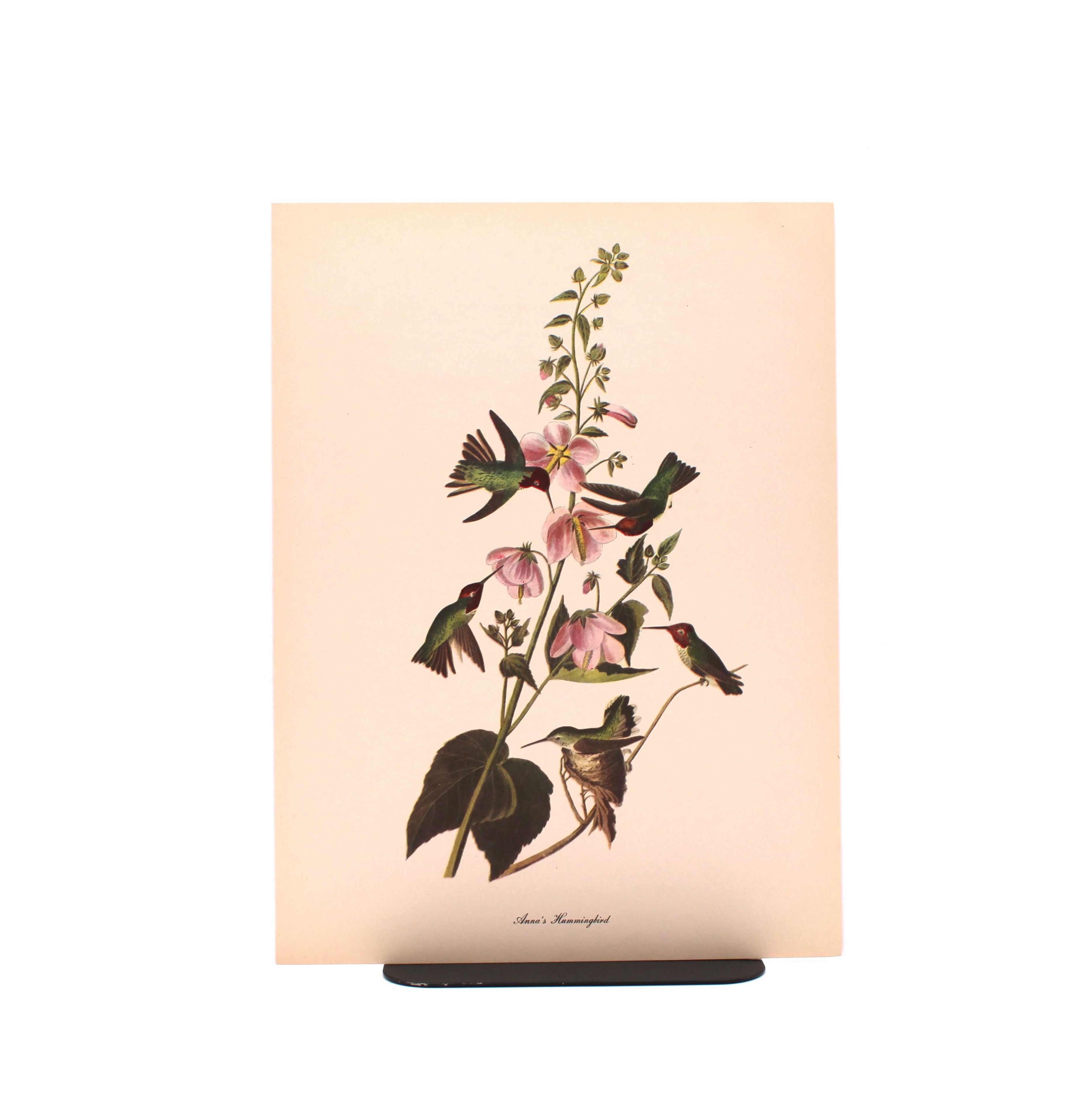 Anna’s Hummingbird. By John James Audubon. Commentary by Roger Tory Peterson. Color Print. Macmillan. New York, Circa 1960.