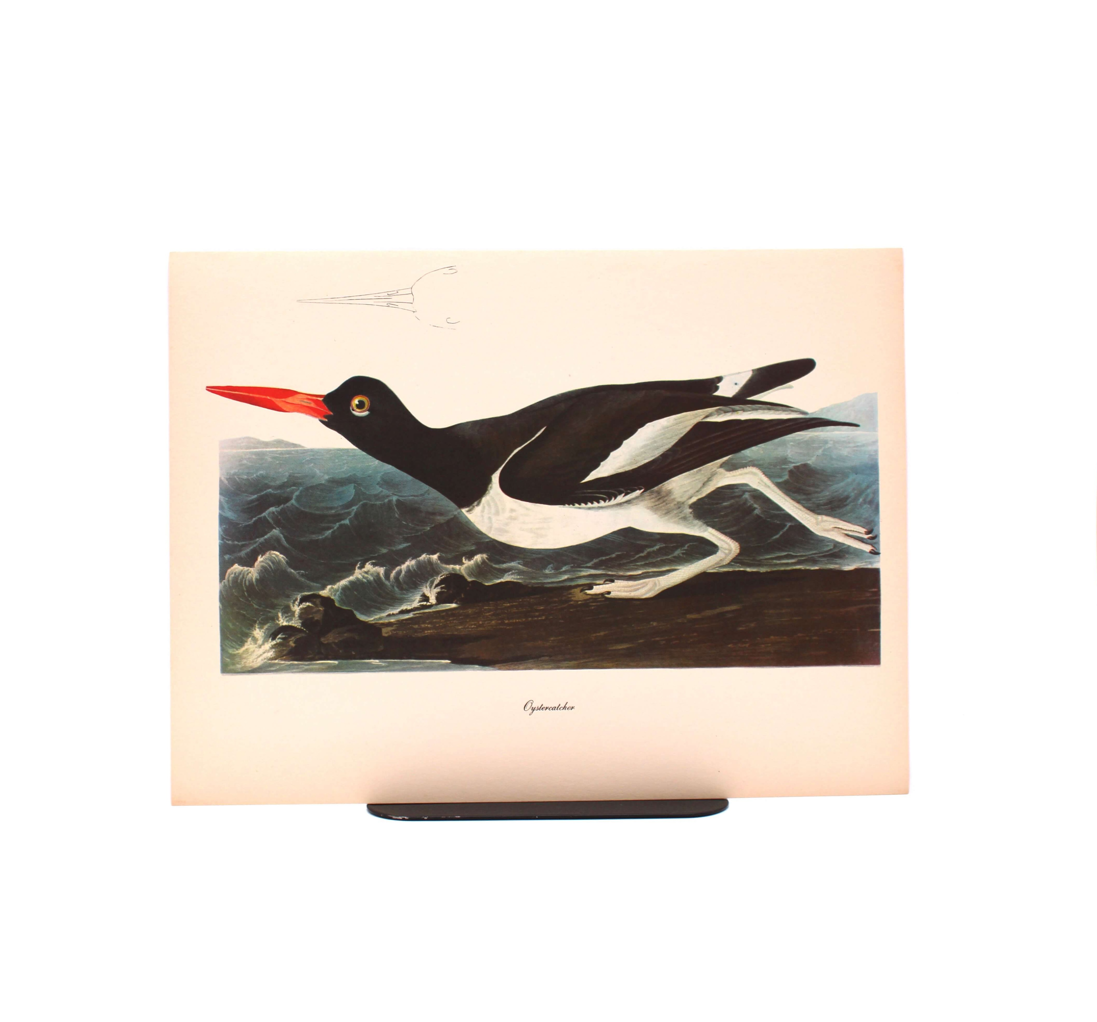 Oystercatcher. By John James Audubon. Commentary by Roger Tory Peterson. Color Print. Macmillan. New York, Circa 1960.