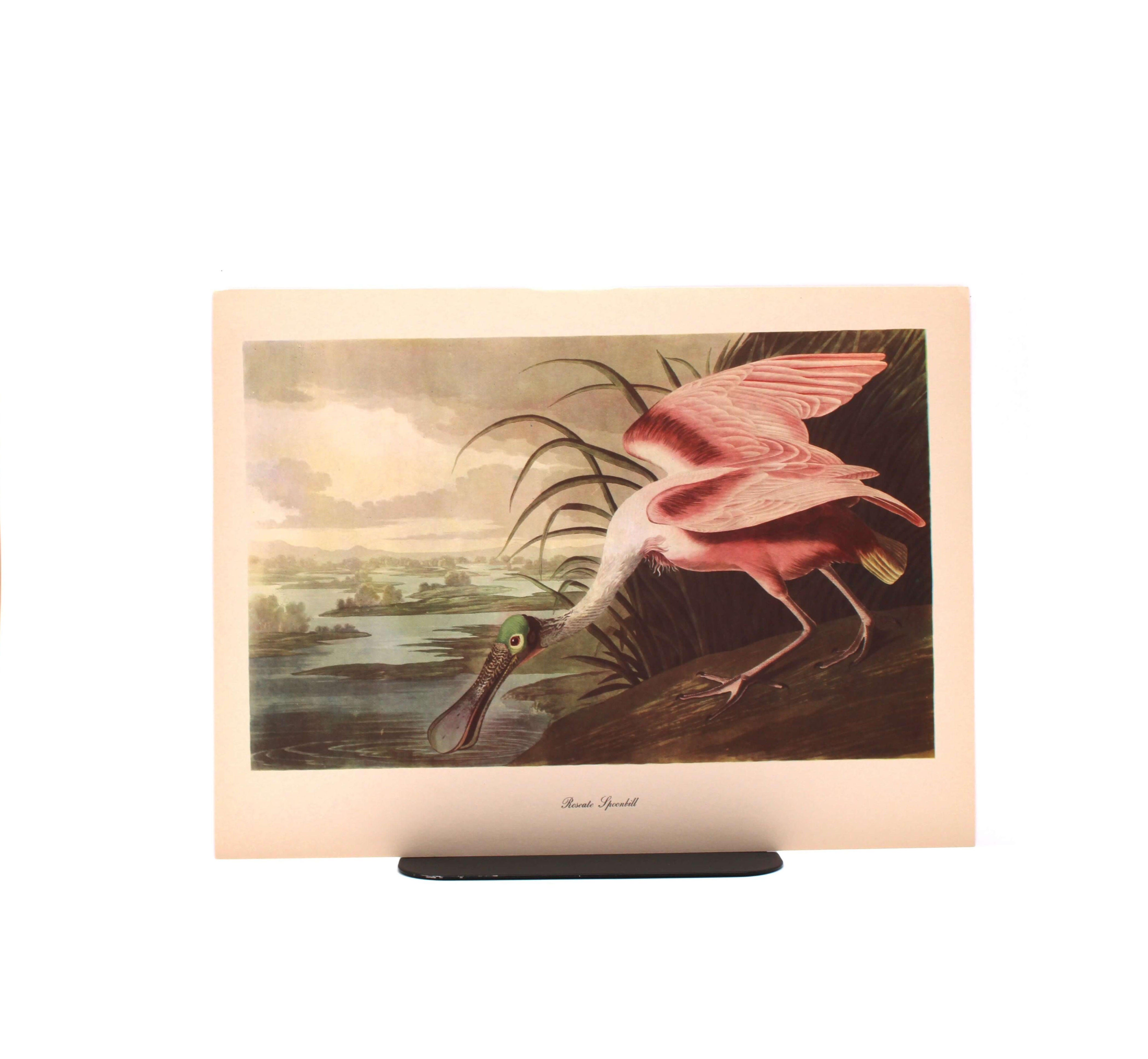 Roseate Spoonbill. By John James Audubon. Commentary by Roger Tory Peterson. Color Print. Macmillan. New York, Circa 1960.