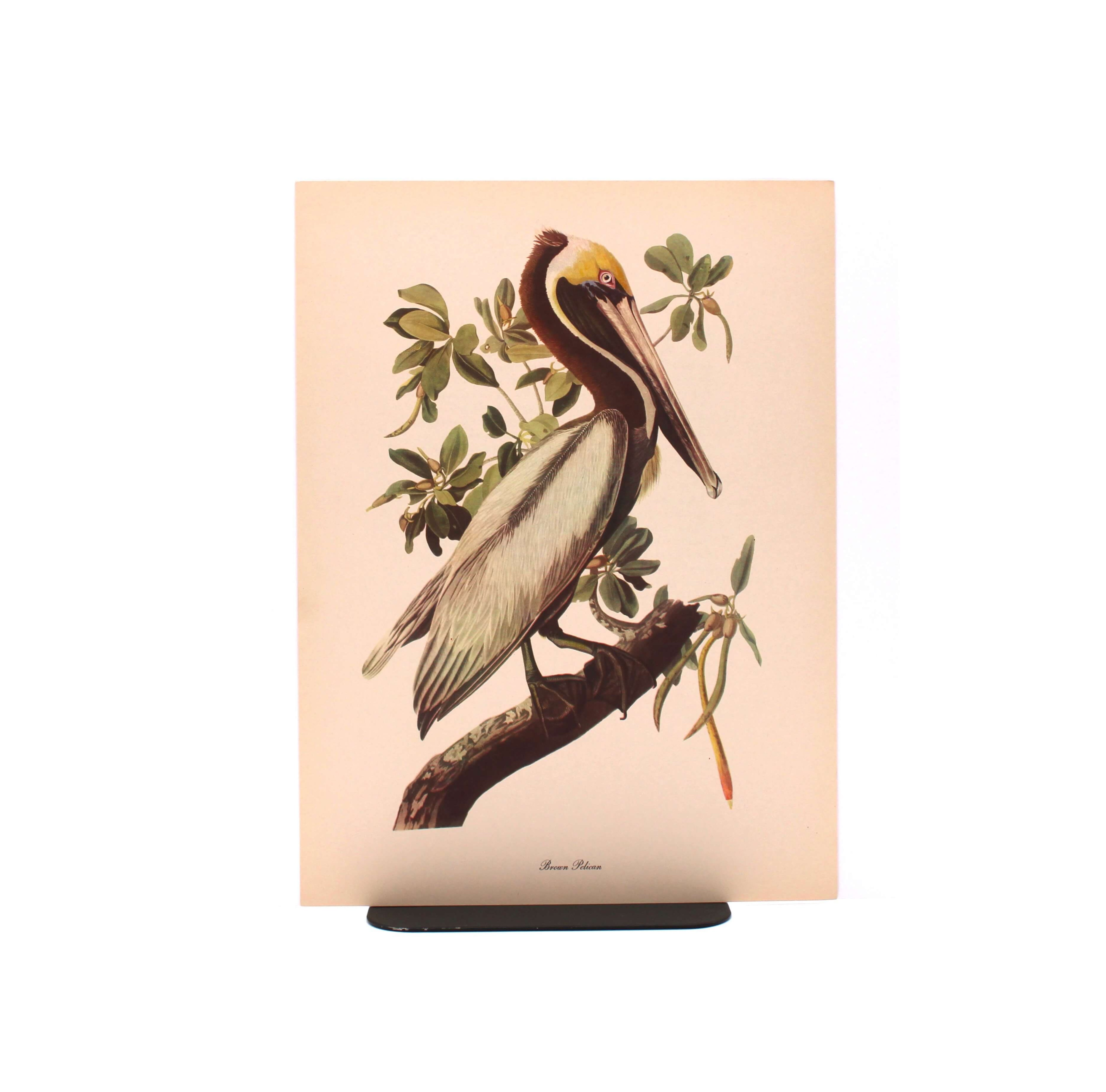 Brown Pelican. By John James Audubon. Commentary by Roger Tory Peterson. Color Print. Macmillan. New York, Circa 1960.