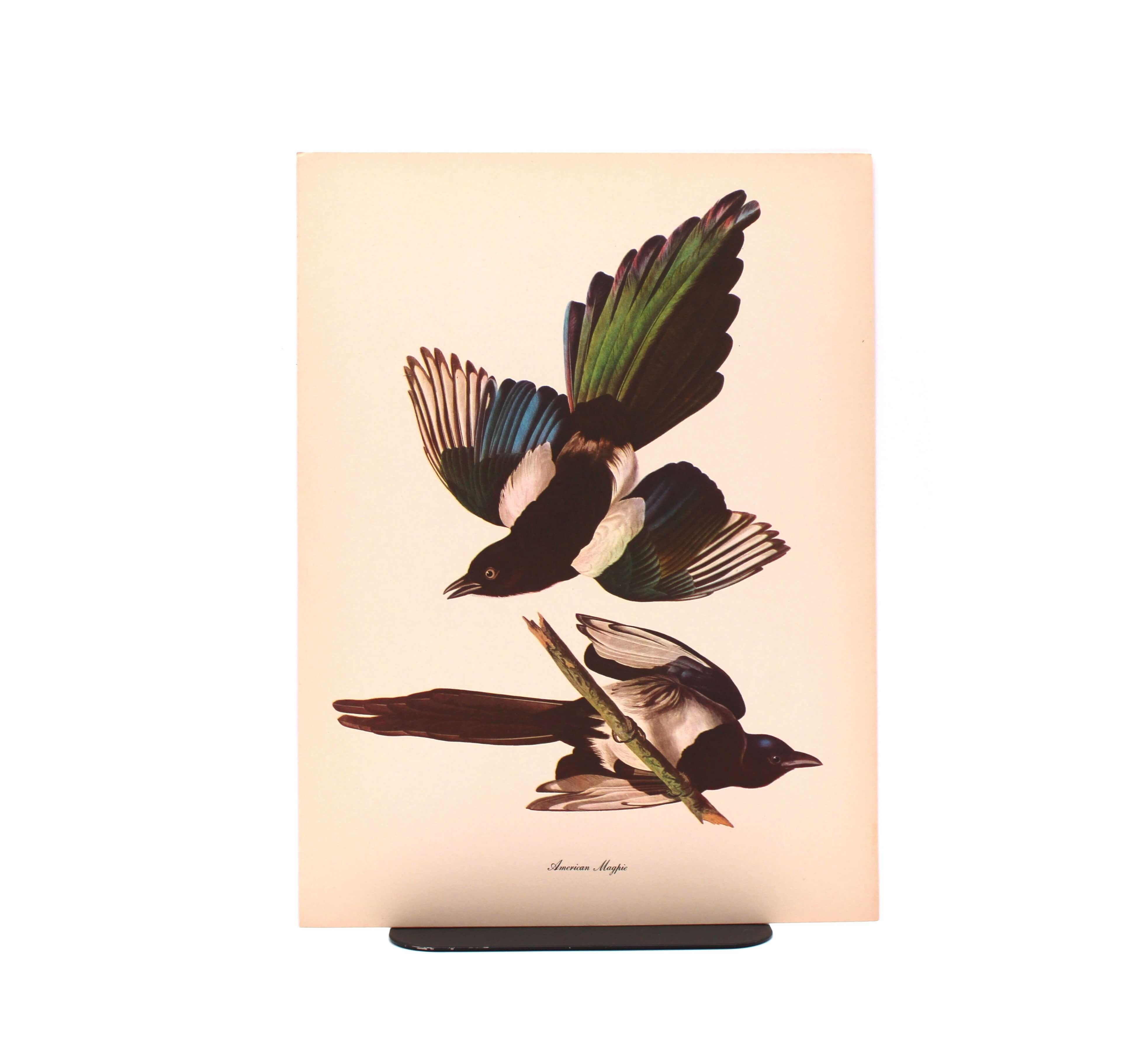 American Magpie. By John James Audubon. Commentary by Roger Tory Peterson. Color Print. Macmillan. New York, Circa 1960.