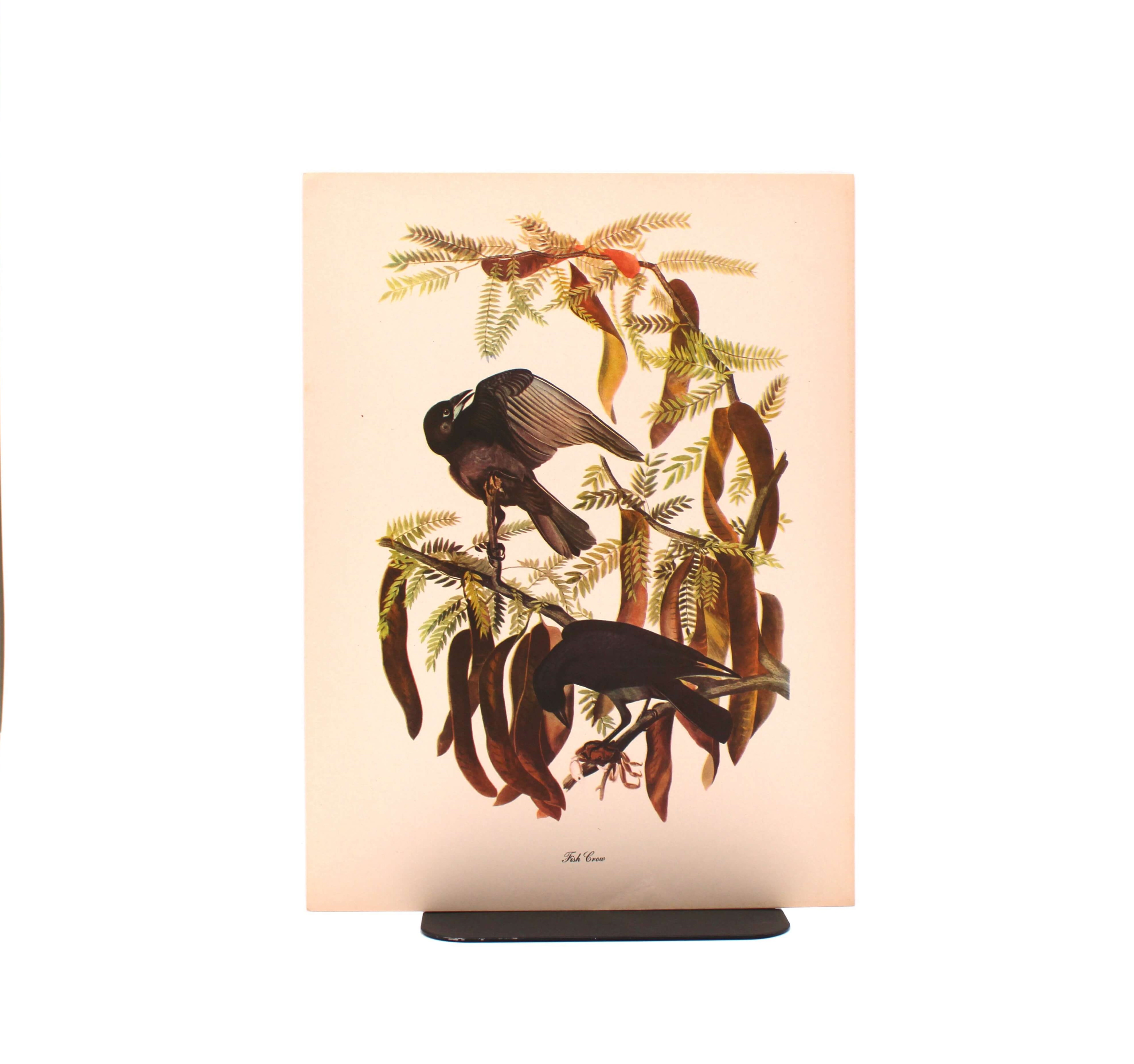 Fish Crow. By John James Audubon. Commentary by Roger Tory Peterson. Color Print. Macmillan. New York, Circa 1960.