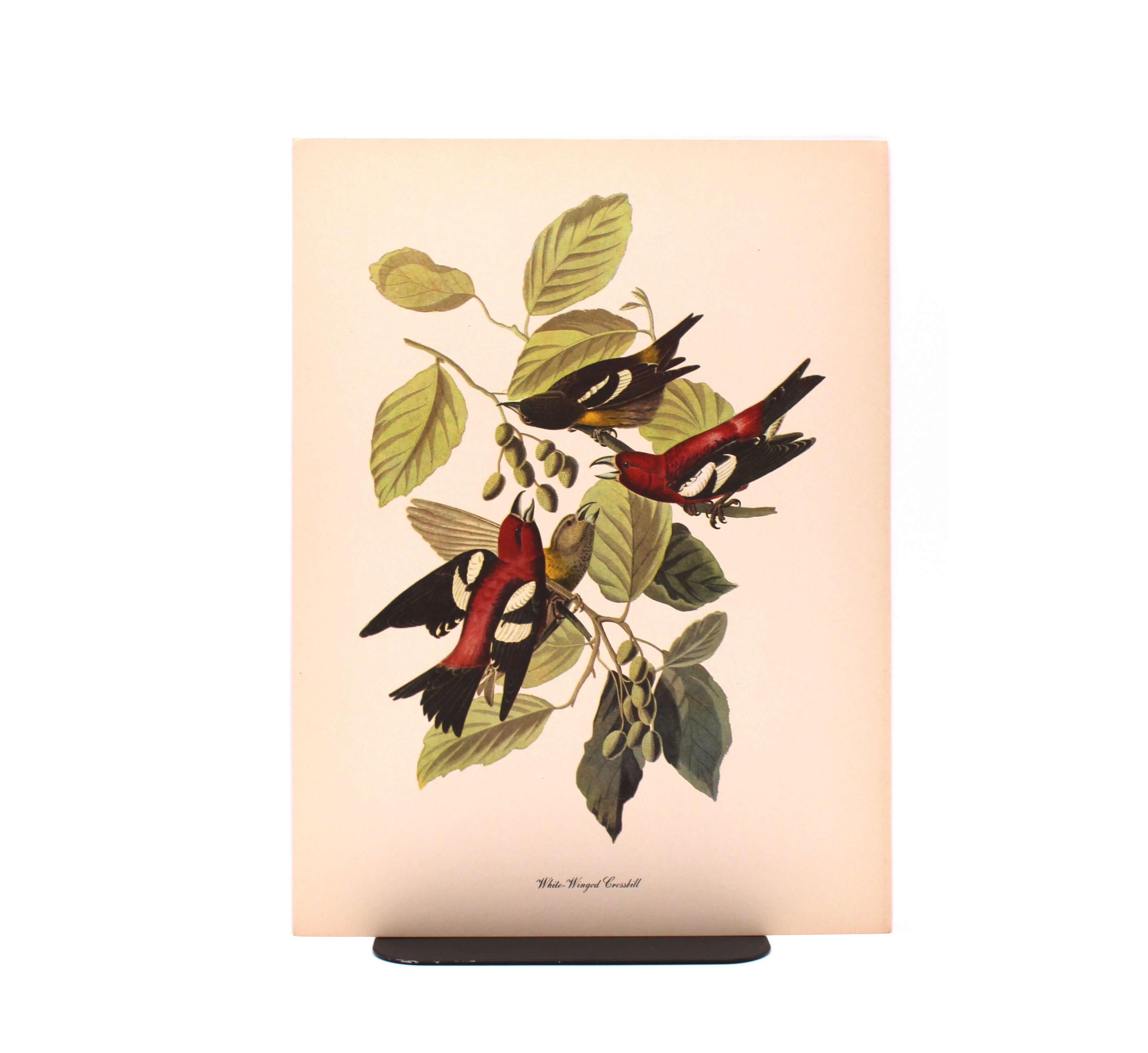 White-Winged Crossbill. By John James Audubon. Commentary by Roger Tory Peterson. Color Print. Macmillan. New York, Circa 1960.