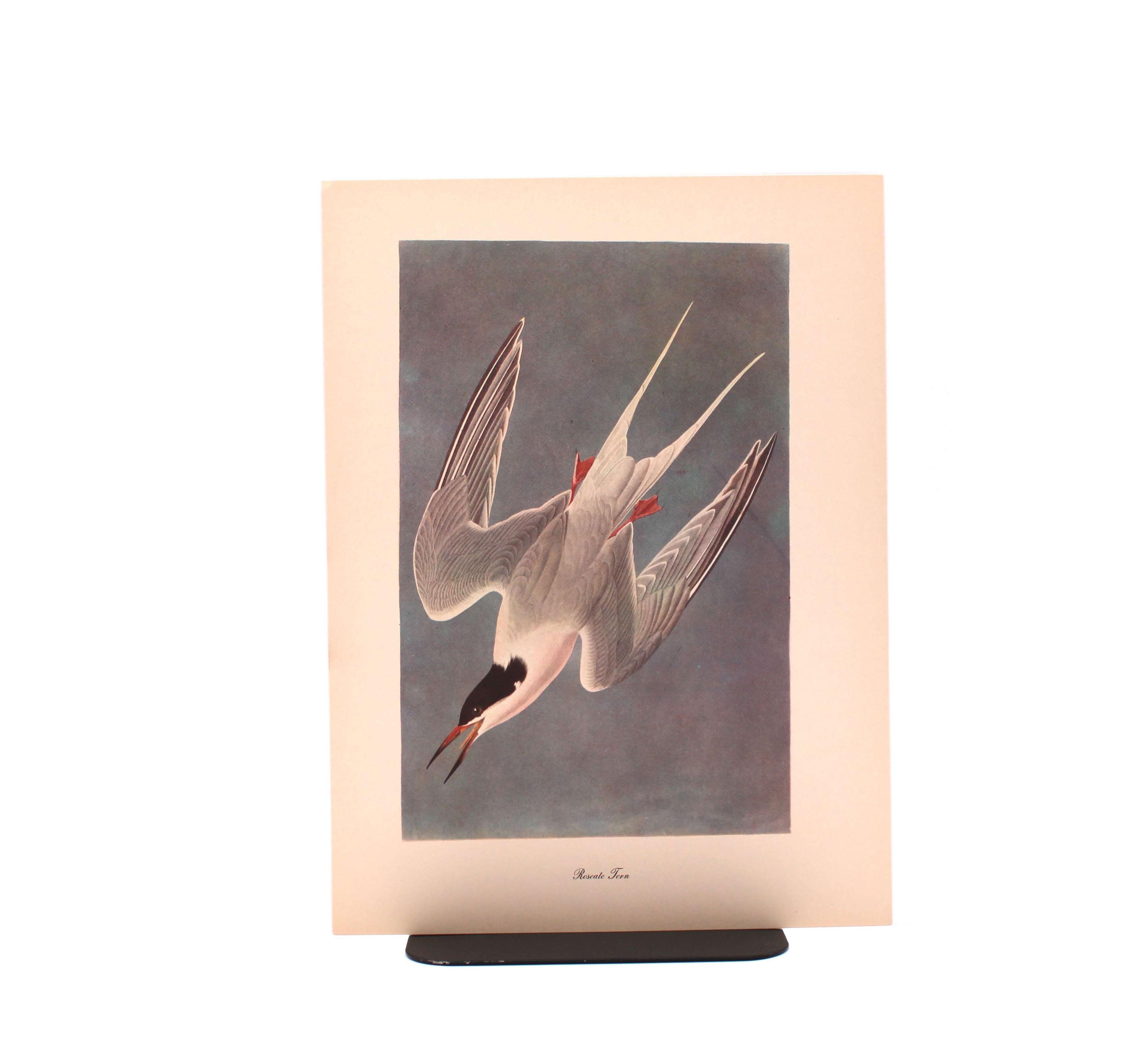 Roseate Tern. By John James Audubon. Commentary by Roger Tory Peterson. Color Print. Macmillan. New York, Circa 1960.