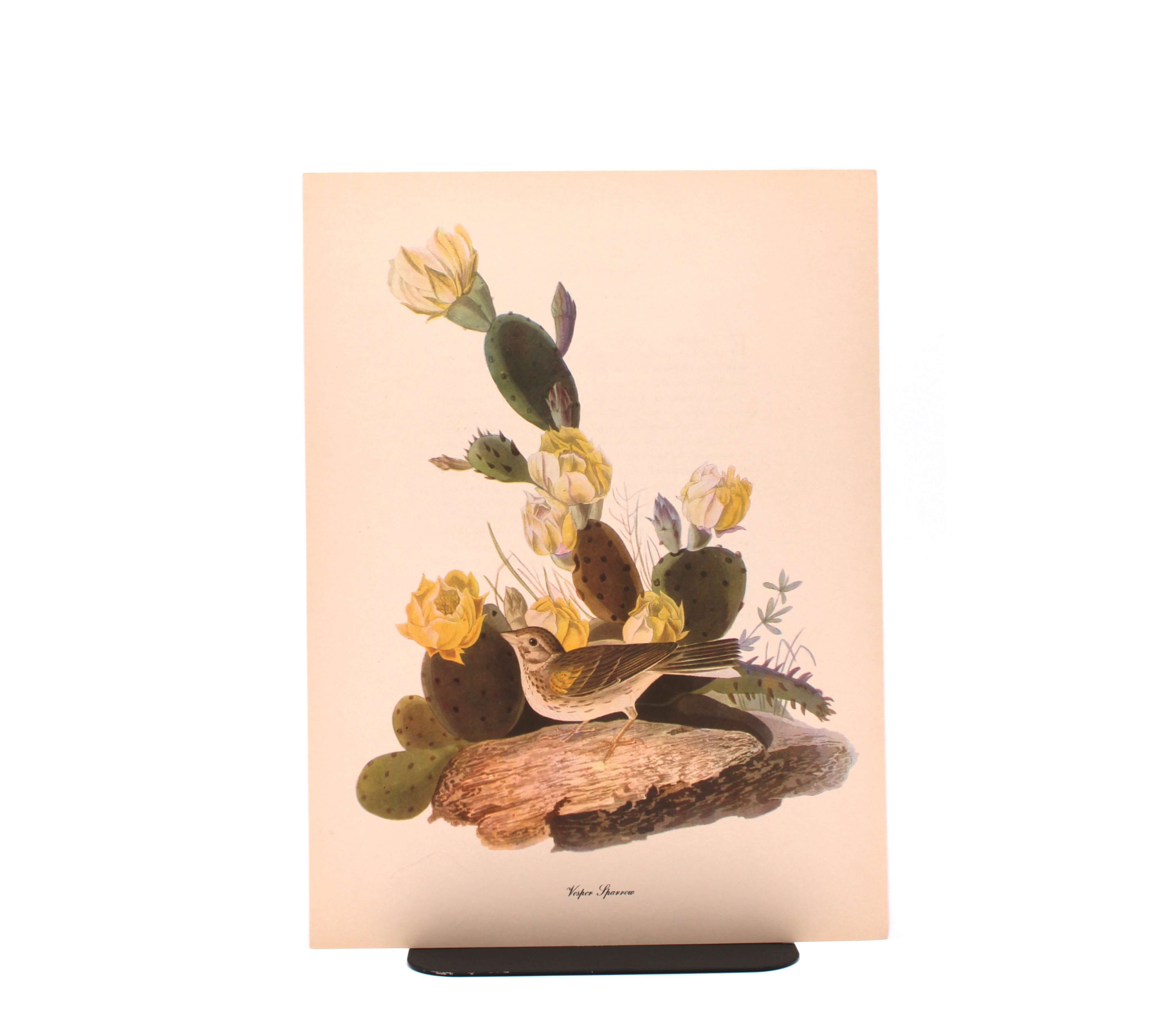 Vesper Sparrow. By John James Audubon. Commentary by Roger Tory Peterson. Color Print. Macmillan. New York, Circa 1960.