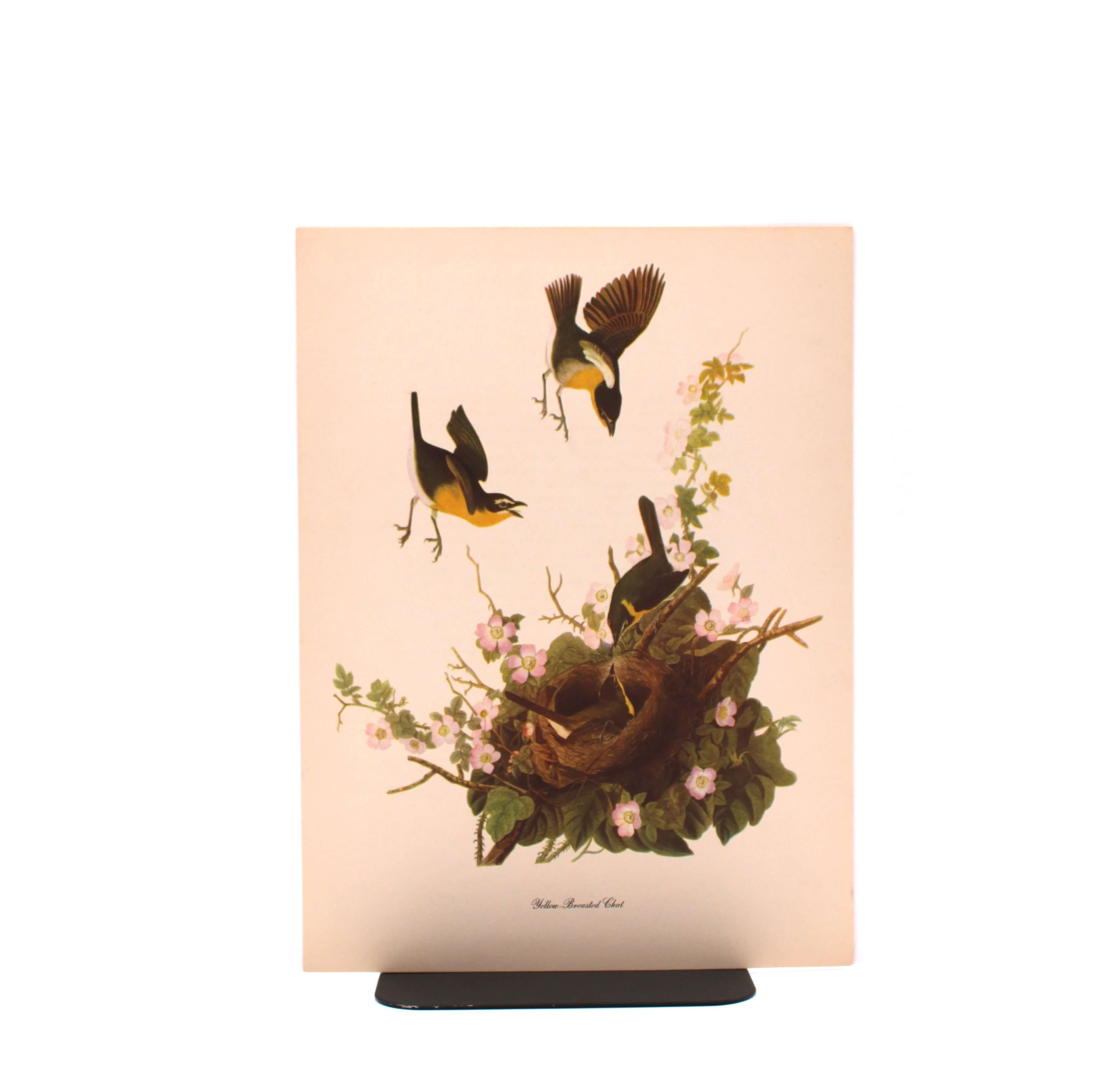 Yellow-Breasted Chat. By John James Audubon. Commentary by Roger Tory Peterson. Color Print. Macmillan. New York, Circa 1960.